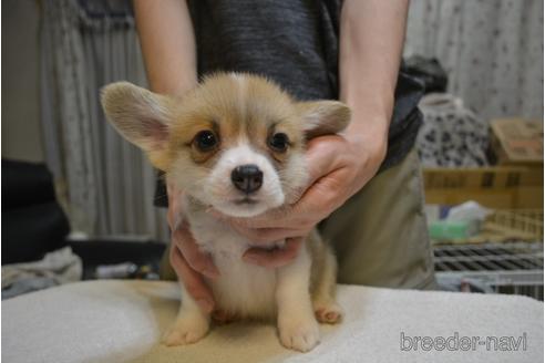 成約済の栃木県のウェルシュコーギーペンブローク-148759の5枚目