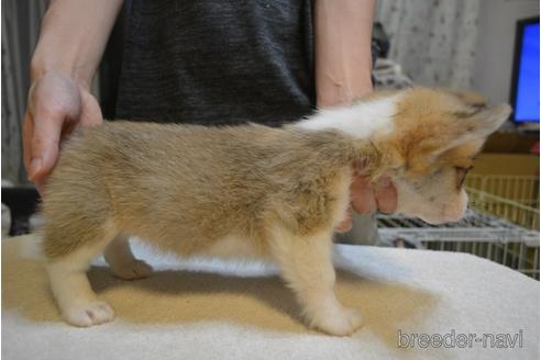 成約済の栃木県のウェルシュコーギーペンブローク-148759の4枚目