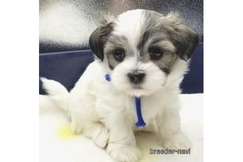 成約済の東京都のミックス犬-148776の1枚目