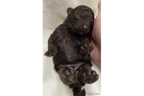 成約済の埼玉県のタイニープードル-147983の83枚目
