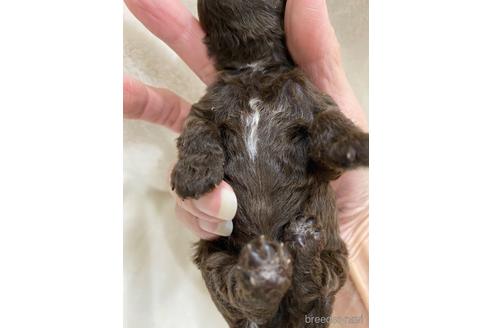 成約済の埼玉県のタイニープードル-147984の37枚目