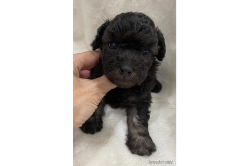 成約済の埼玉県のティーカッププードル-146427の23枚目