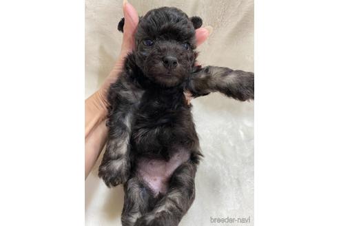 成約済の埼玉県のティーカッププードル-146427の20枚目