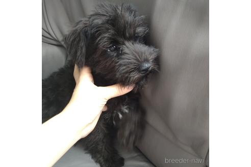 成約済の北海道のミニチュアシュナウザー-140617の5枚目