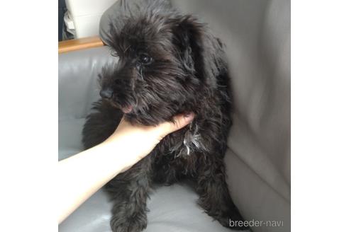 成約済の北海道のミニチュアシュナウザー-140617の4枚目