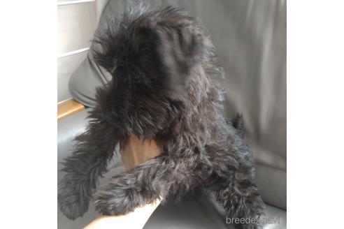 成約済の北海道のミニチュアシュナウザー-140617の3枚目