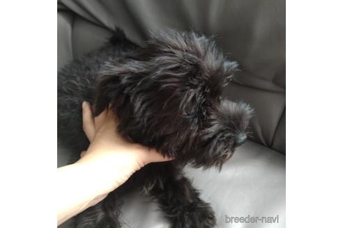 成約済の北海道のミニチュアシュナウザー-140617の2枚目