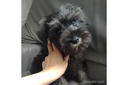 成約済の北海道のミニチュアシュナウザー-140623の1枚目