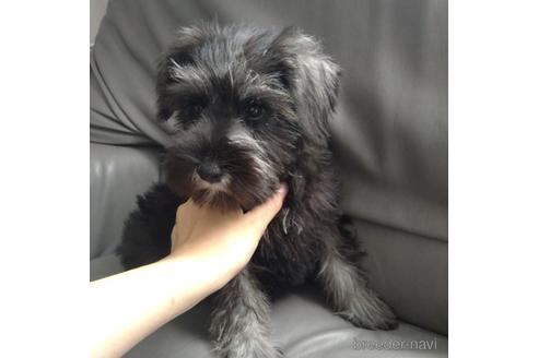 成約済の北海道のミニチュアシュナウザー-140623の5枚目