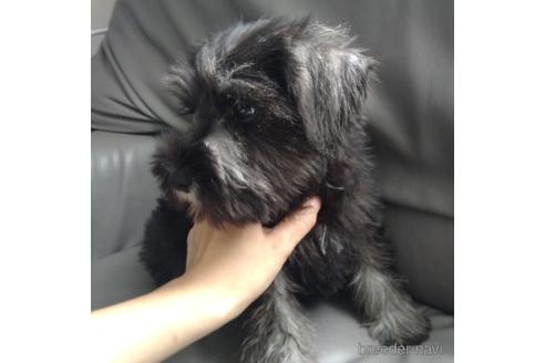 成約済の北海道のミニチュアシュナウザー-140623の4枚目