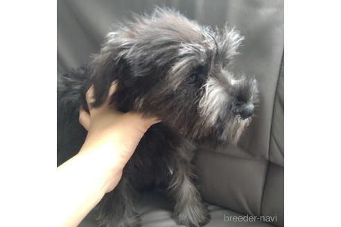 成約済の北海道のミニチュアシュナウザー-140623の3枚目