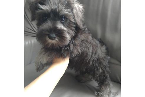 成約済の北海道のミニチュアシュナウザー-140623の2枚目