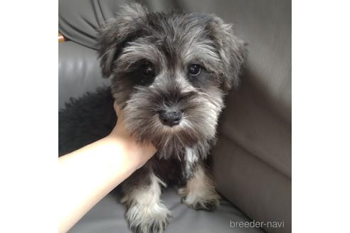 成約済の北海道のミニチュアシュナウザー-140626の1枚目