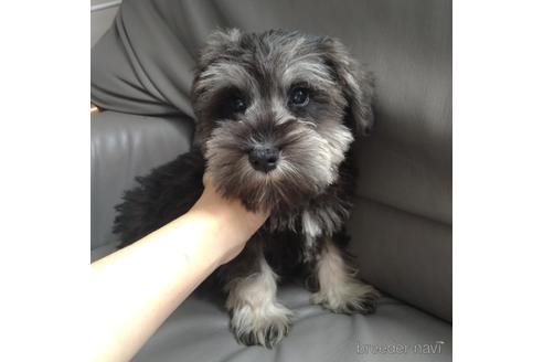 成約済の北海道のミニチュアシュナウザー-140626の5枚目