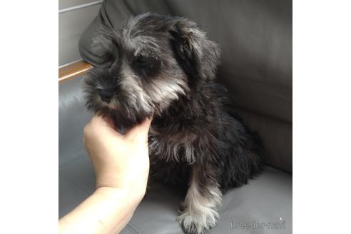 成約済の北海道のミニチュアシュナウザー-140626の4枚目