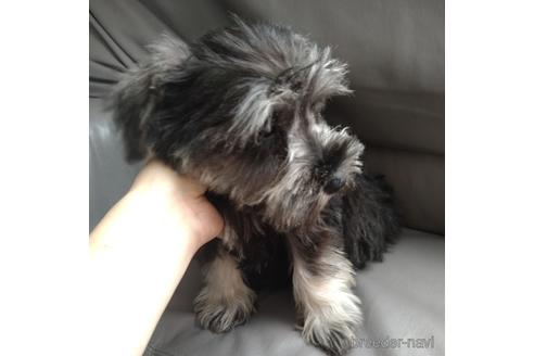 成約済の北海道のミニチュアシュナウザー-140626の3枚目