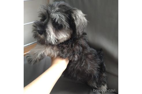 成約済の北海道のミニチュアシュナウザー-140626の2枚目