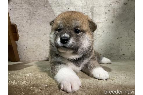 成約済の滋賀県の柴犬-147370の1枚目