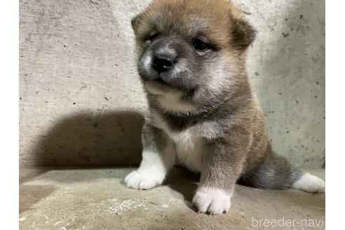 成約済の滋賀県の柴犬-147370の4枚目