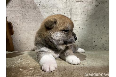 成約済の滋賀県の柴犬-147370の3枚目