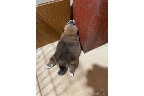 成約済の滋賀県の柴犬-147370の2枚目