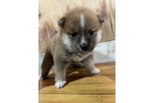 成約済の滋賀県の柴犬-147369の1枚目