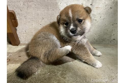 成約済の滋賀県の柴犬-147369の4枚目