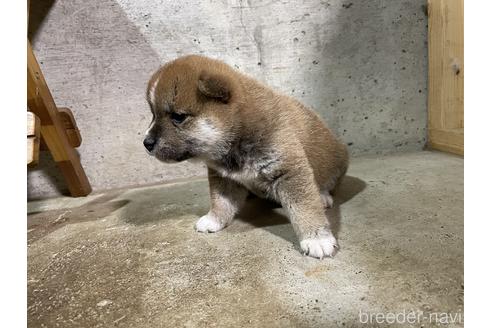 成約済の滋賀県の柴犬-147369の3枚目