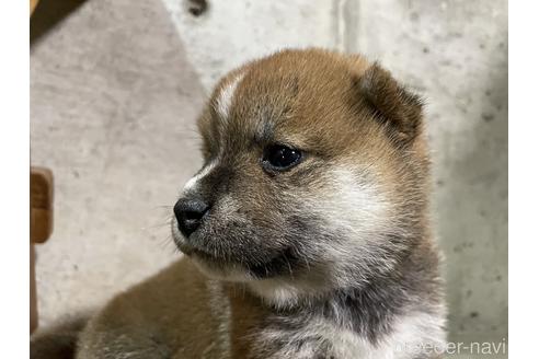 成約済の滋賀県の柴犬-147369の2枚目