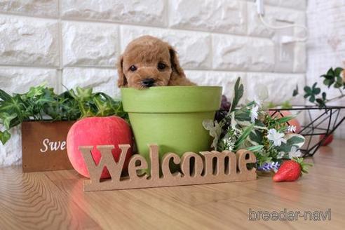 成約済の滋賀県のトイプードル-148807の1枚目