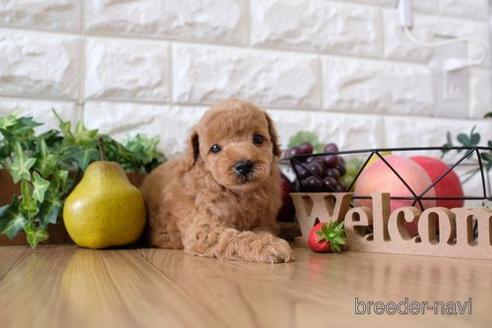 成約済の滋賀県のトイプードル-148807の3枚目