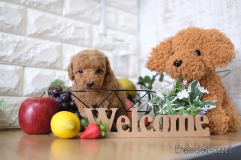 成約済の滋賀県のトイプードル-148815の1枚目