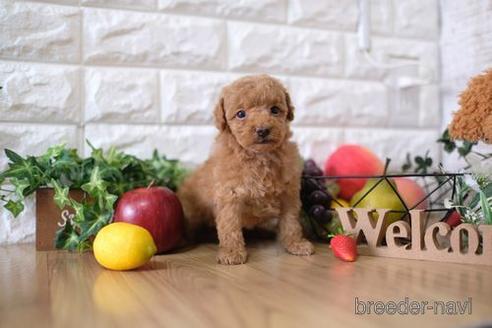 成約済の滋賀県のトイプードル-148815の3枚目