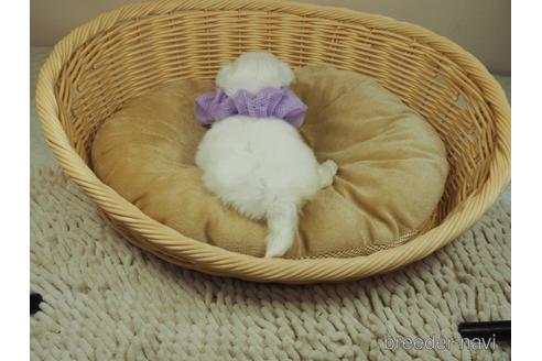 成約済の埼玉県のマルチーズ-148826の4枚目