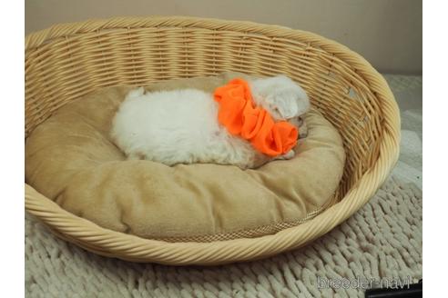 成約済の埼玉県のマルチーズ-148833の3枚目