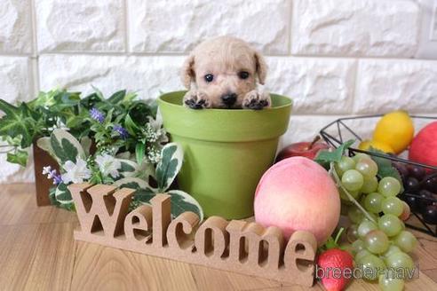 成約済の滋賀県のトイプードル-148838の1枚目