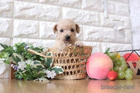 成約済の滋賀県のトイプードル-148838の3枚目