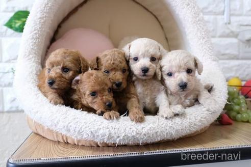 成約済の滋賀県のトイプードル-148838の2枚目