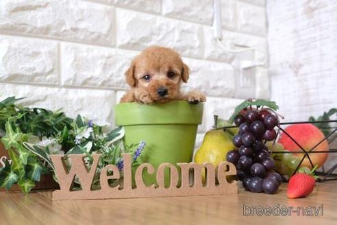 成約済の滋賀県のトイプードル-148842