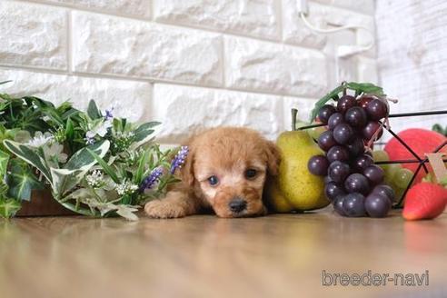 成約済の滋賀県のトイプードル-148842の3枚目