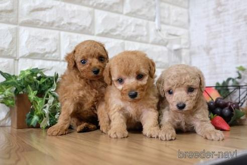 成約済の滋賀県のトイプードル-148842の2枚目