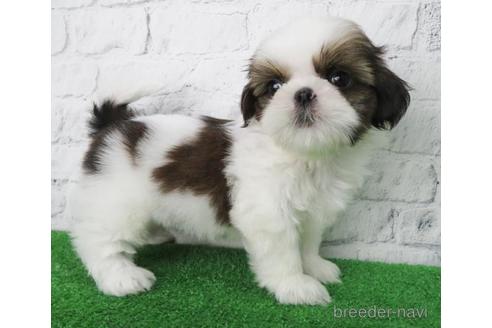 成約済の大阪府のシーズー-148861