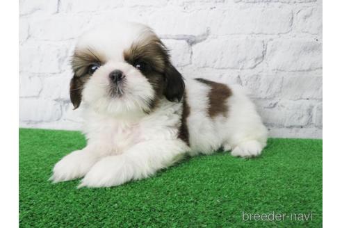 成約済の大阪府のシーズー-148861の6枚目