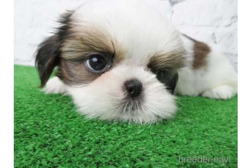 成約済の大阪府のシーズー-148861の5枚目