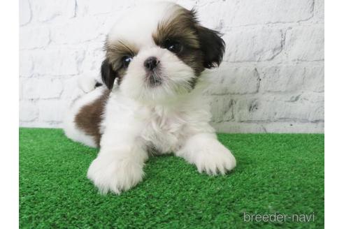 成約済の大阪府のシーズー-148861の4枚目