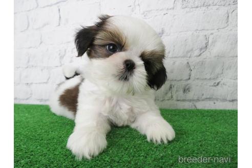 成約済の大阪府のシーズー-148861の3枚目