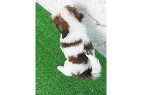 成約済の大阪府のシーズー-148861の2枚目