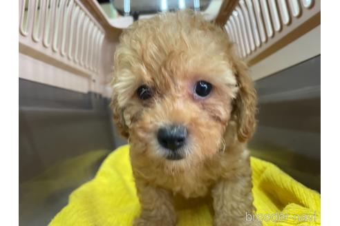 成約済の愛媛県のトイプードル-148869の2枚目