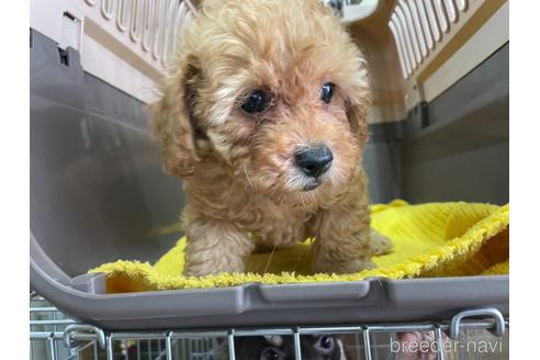 成約済の愛媛県のトイプードル-148869の3枚目