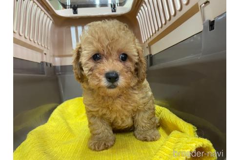 成約済の愛媛県のトイプードル-148869